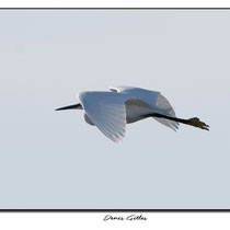 Vol de grande aigrette