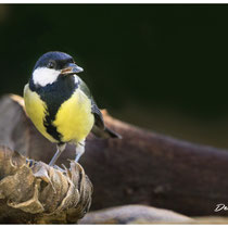 Mésange charbonnière