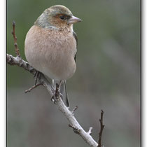 Pinson des arbres