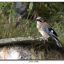Oisillon Geai des chênes