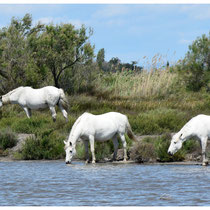 Chevaux Camarguais