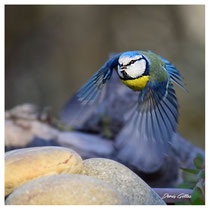 Mésange bleue