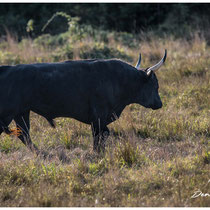 Taureau camarguais