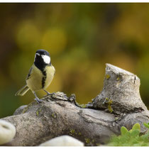 Mésange charbonnière