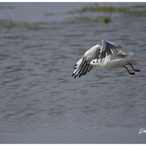 Mouette vol rasant
