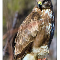 Buse variable