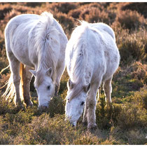 Chevaux camarguais