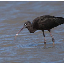 Ibis noir