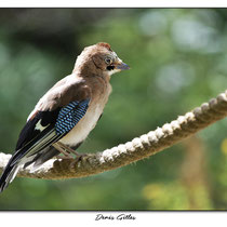 Oisillon Geai des chênes