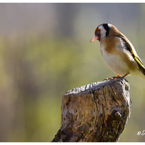 Chardonneret élégant