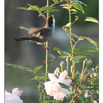 Fauvette Mélanocéphale