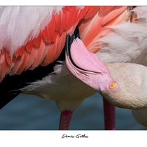Flamant rose