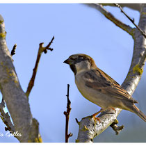Moineau domestique (mâle)