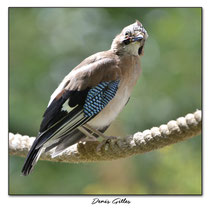 Oisillon Geai des chênes