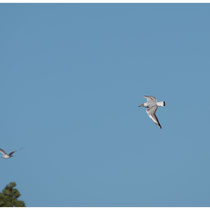 Vol de mouettes