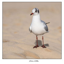 Mouette