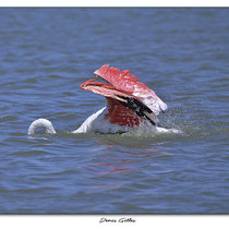 Flamant rose toilettage