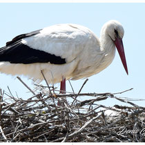 Cigogne