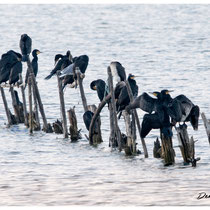 Cormorans (Vaccarès)
