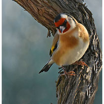 Chardonneret élégant