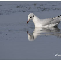 Mouette