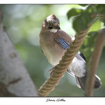 Oisillon Geai des chênes