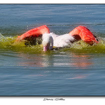 Flamant rose toilettage