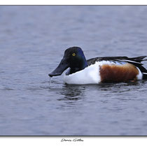 Canard souchet