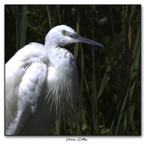 Grande Aigrette