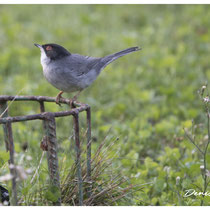 Fauvette Mélanocéphale