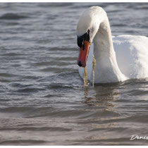 Cygne (Grau du Piemanson)