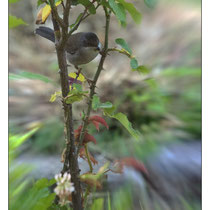 Fauvette Mélanocéphale