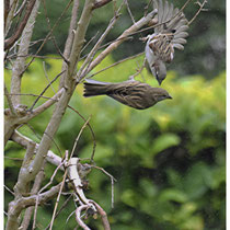 Moineaux. Couple sous la pluie. Un balai amoureux.