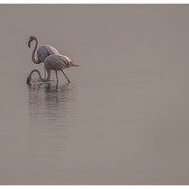 Flamants sur le Vaccarès