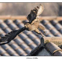 Buse variable