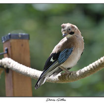 Oisillon Geai des chênes