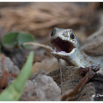 Couleuvre de Montpellier