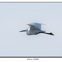Vol de grande aigrette