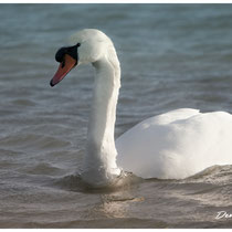 Cygne