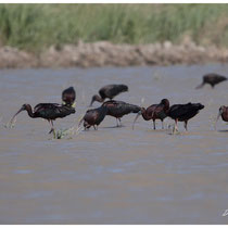 Colonie d'Ibis 