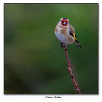 Chardonneret élégant