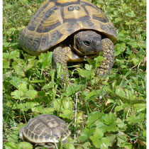 Tortue Hermann
