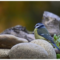 Mésange bleue