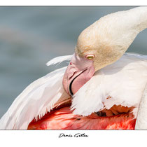 Flamant rose