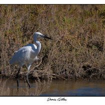 Grande Aigrette