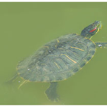 Tortue d'eau douce