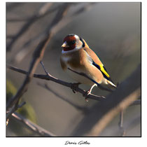 Chardonneret élégant