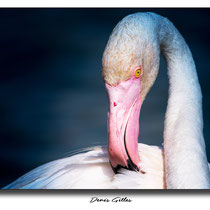 Flamant Pont de Gau