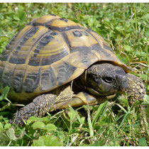 Tortue Hermann
