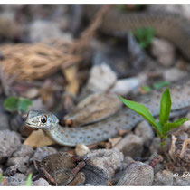 Couleuvre de Montpellier
